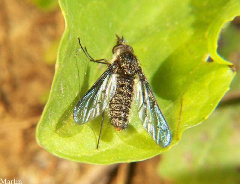 Bee Fly - Aldrichia sp. 