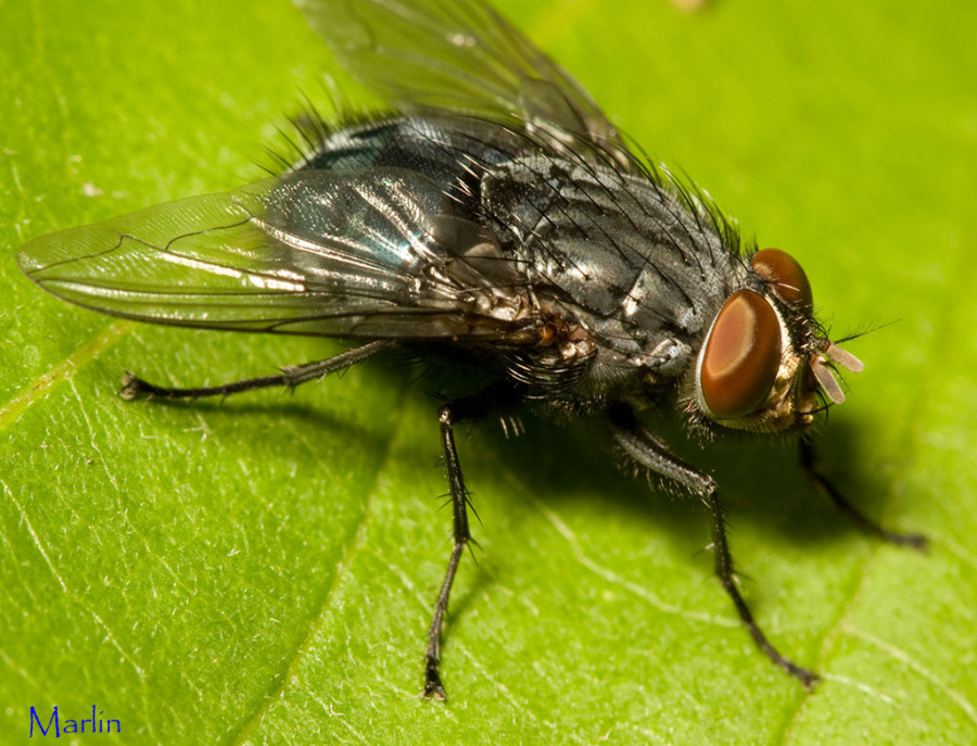 Blue Blow Fly