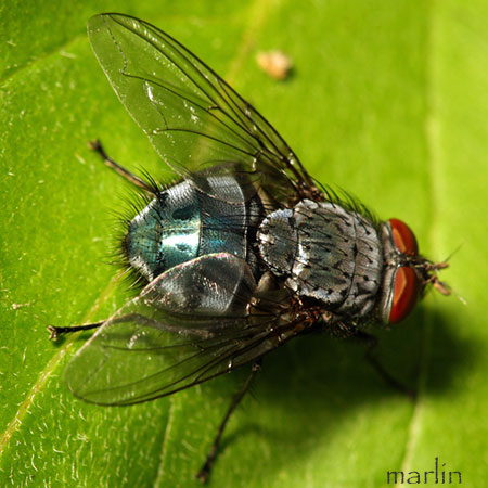 Blue Blow Fly