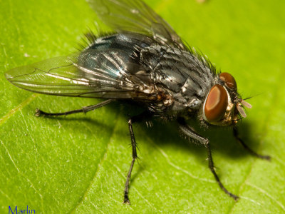Family Calliphoridae