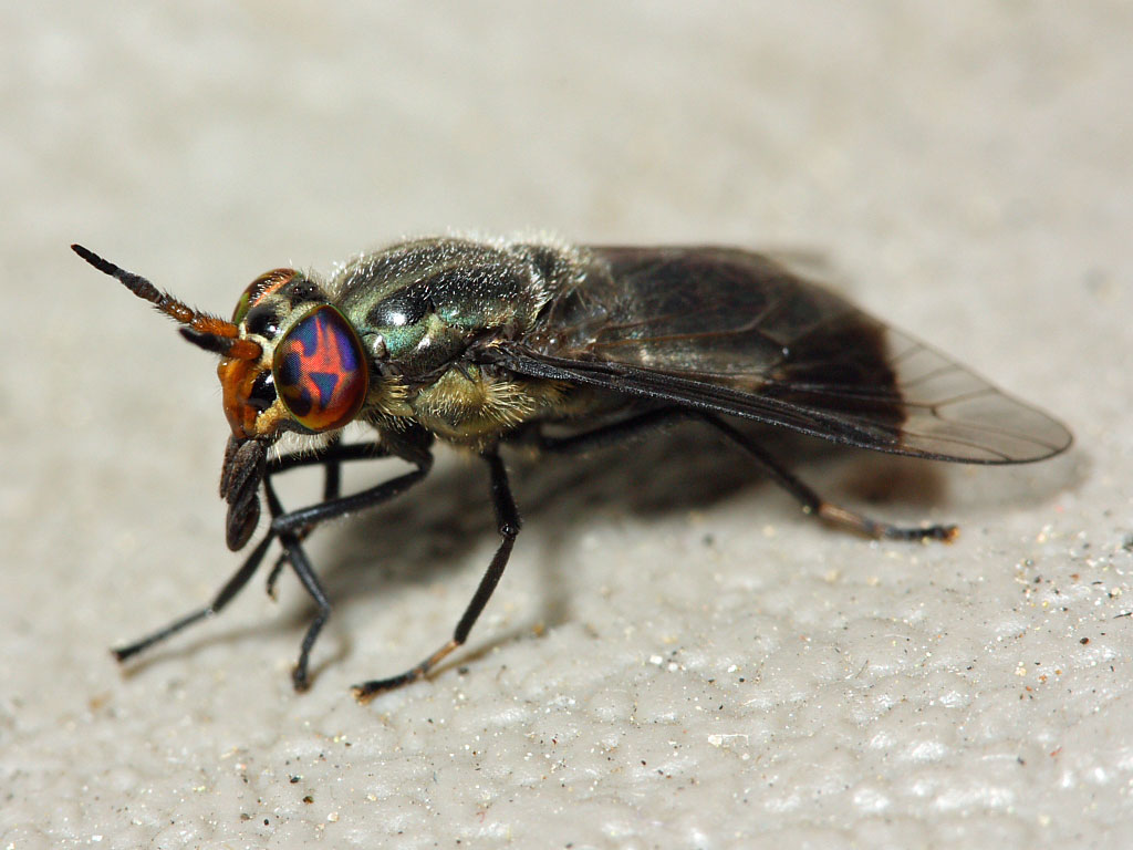 Deer Fly - Chrysops calvus