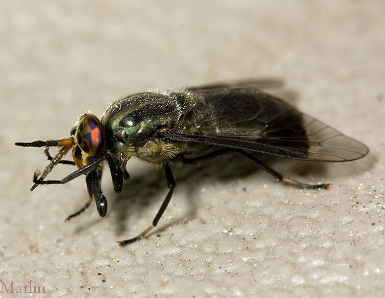 Deer Fly - Chrysops calvus