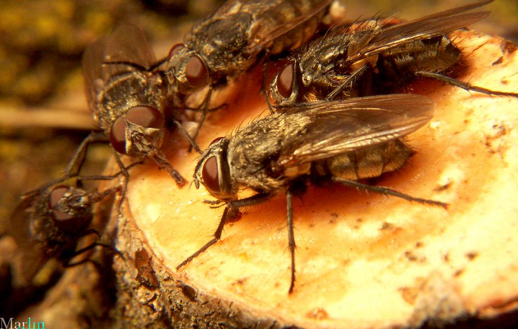Cluster Fly - Pollenia sp.