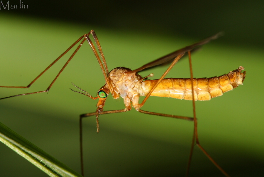 Crane Fly -&nbsp;Tipula bicornis