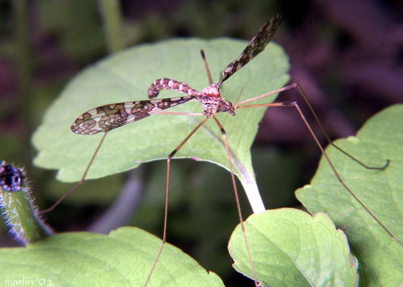 Crane Fly - Epiphragma fasciapenne