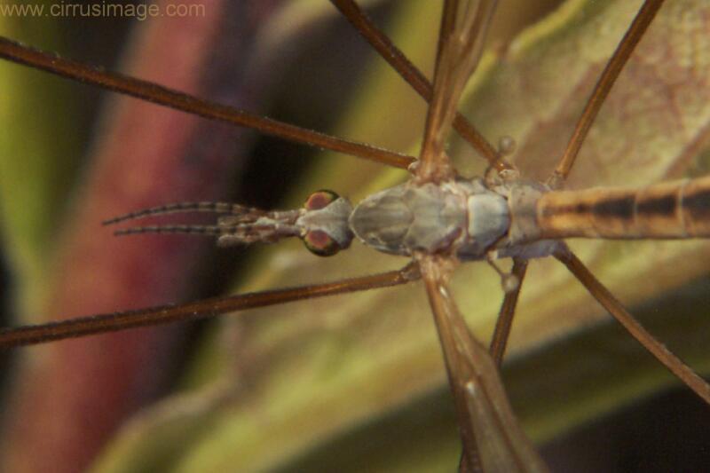 Crane Fly
