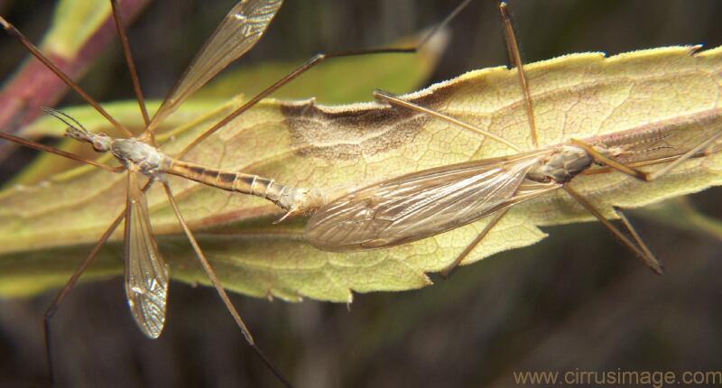 Crane Fly