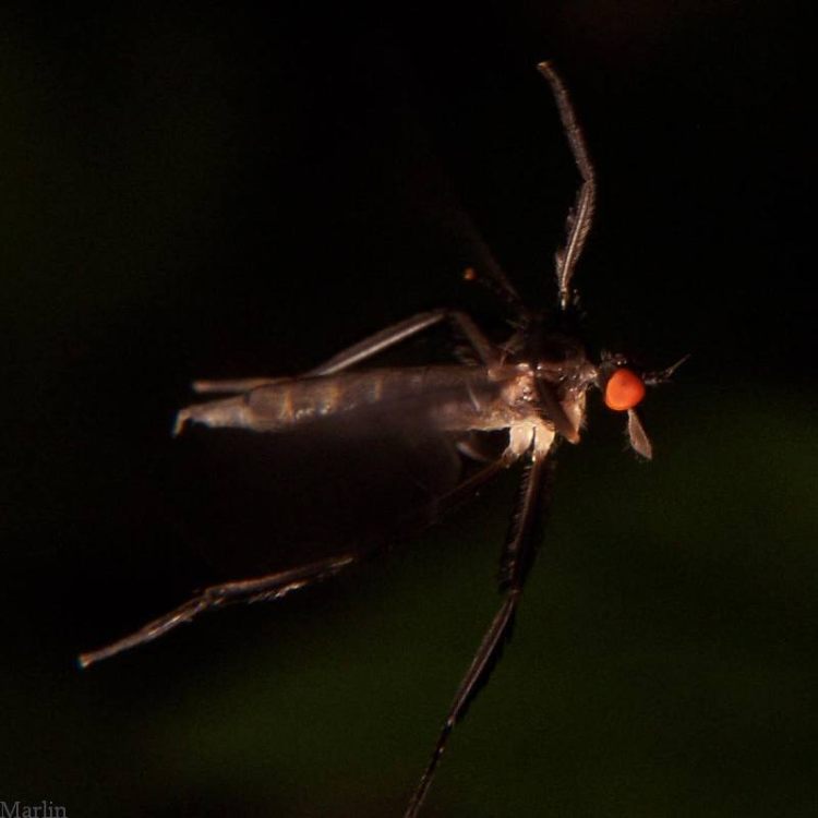 Female in flight reveals how the legs are held, and "droop-snoot" ovipositor.