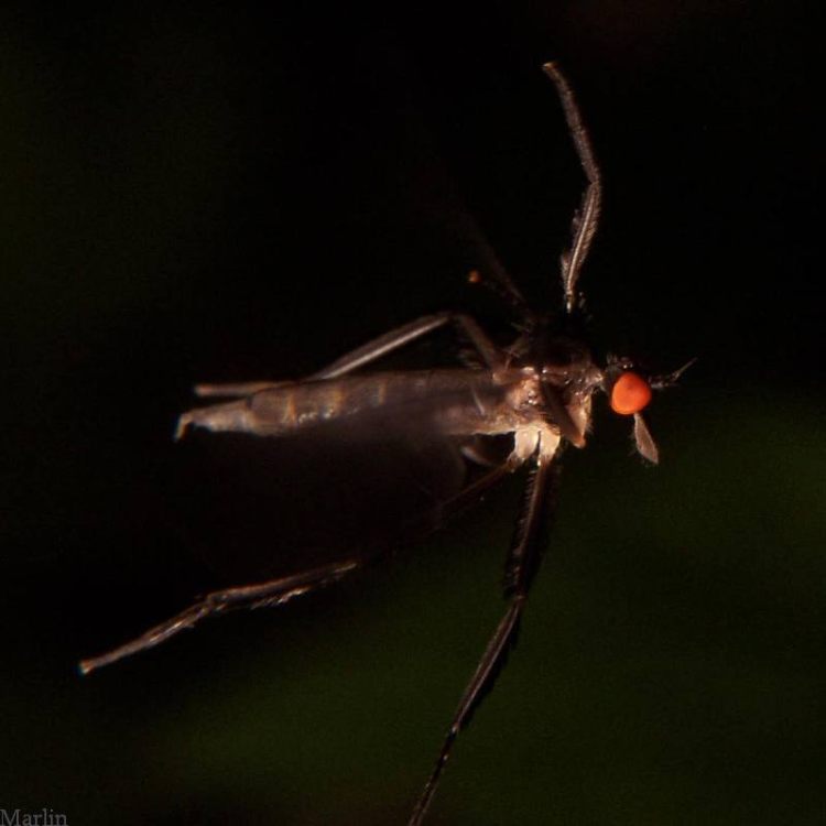 Dance Fly in Flight