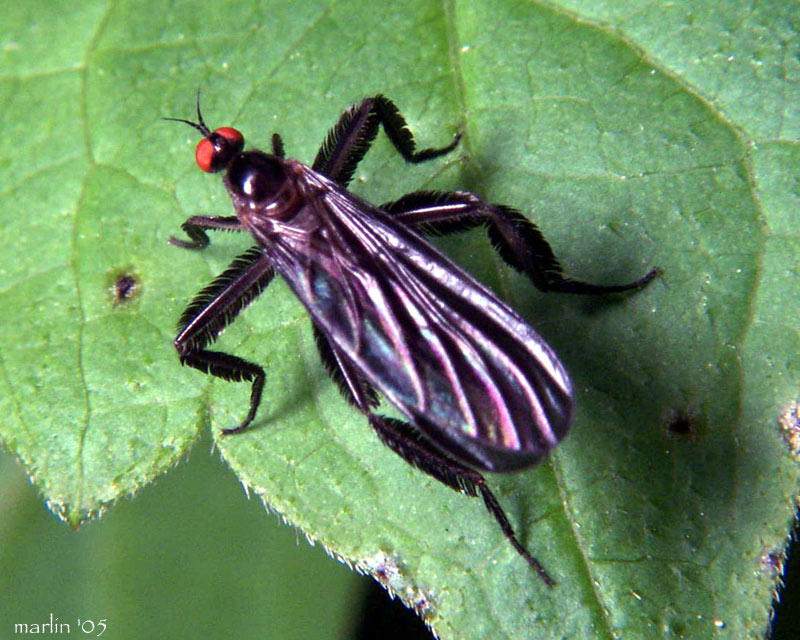 Dance Fly - Rhamphomyia longicauda