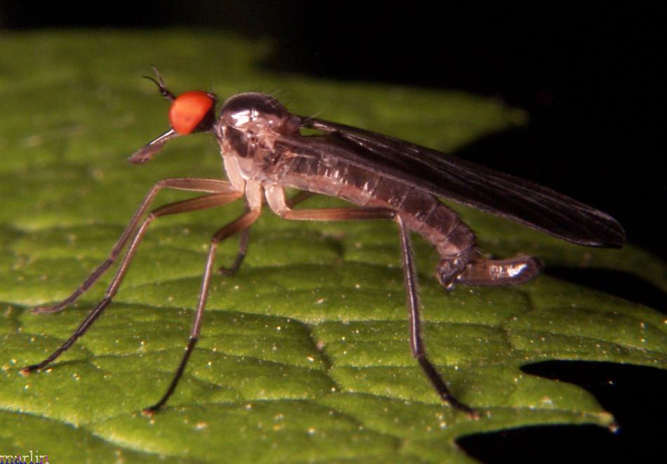 Dance Fly - Rhamphomyia longicauda