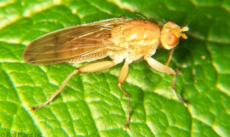 Image: Dung Fly