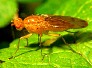 Sun Fly (Family Heleomyzidae) 