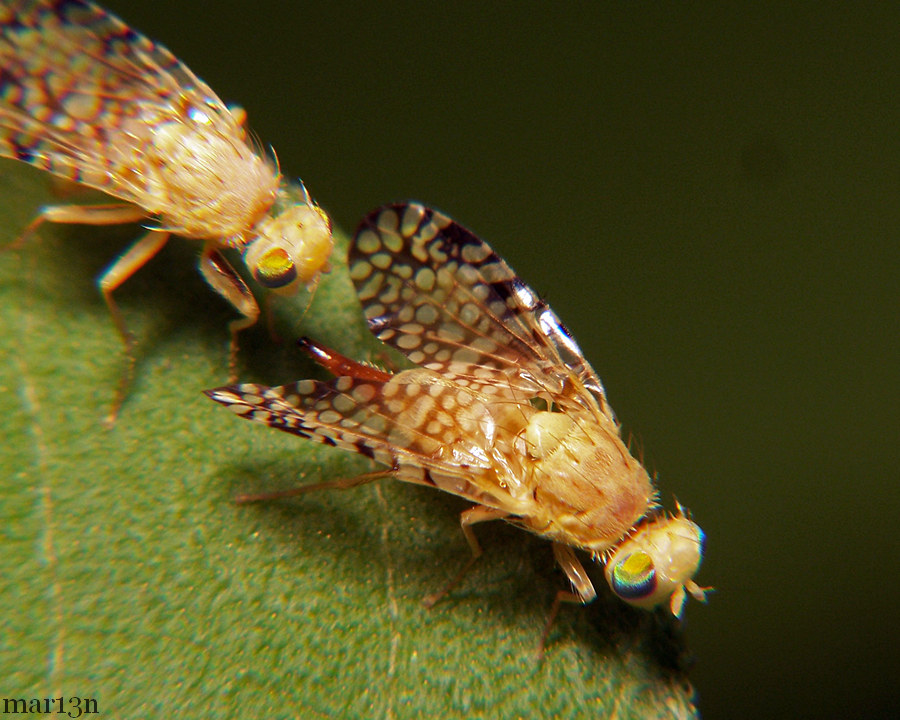 Fruit Fly - Euaresta aequalis