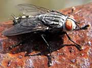 Flesh Fly