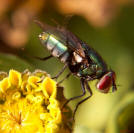 grren bottle fly