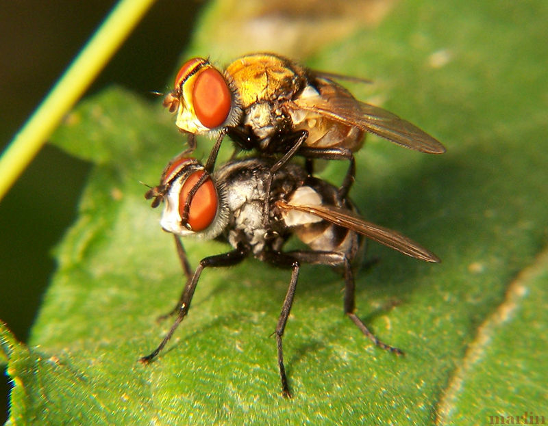 Tachinid Flies mating