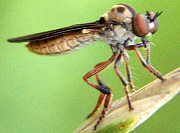Robber Fly - Holcocephala fusca