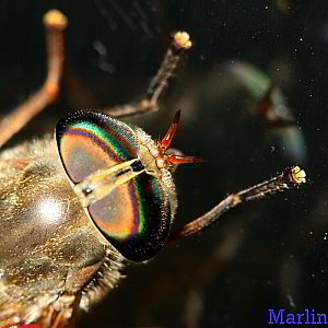 Horse fly faceted eye structure casts rainbows.
