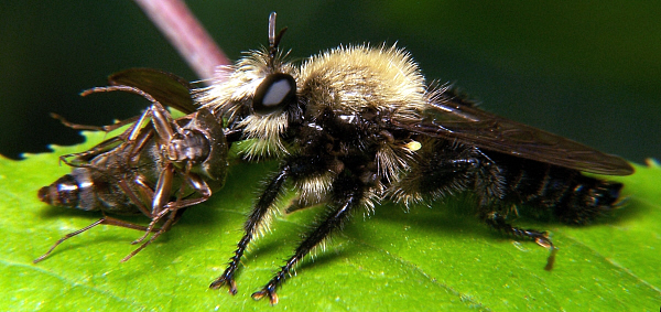 Laphria with flower beetle prey