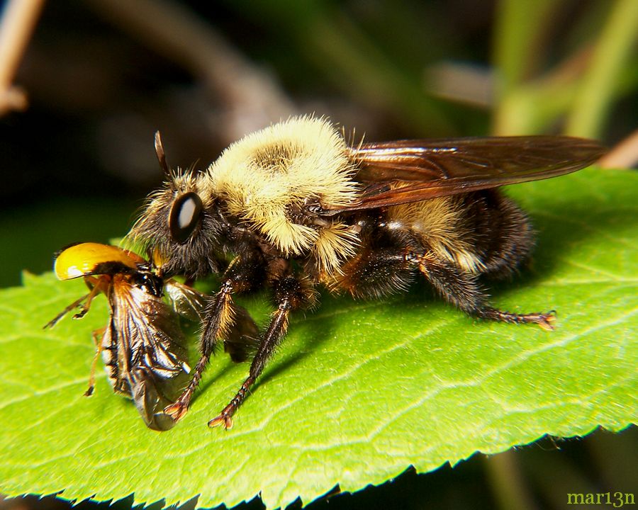 Robber Fly - Laphria grossa
