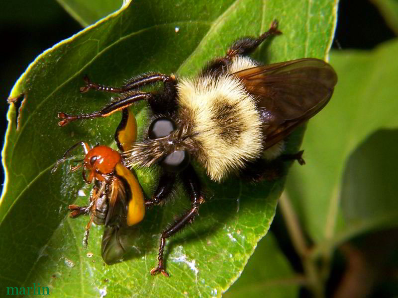 Robber Fly - Laphria grossa