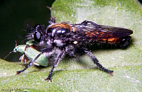 Laphria with weevil prey