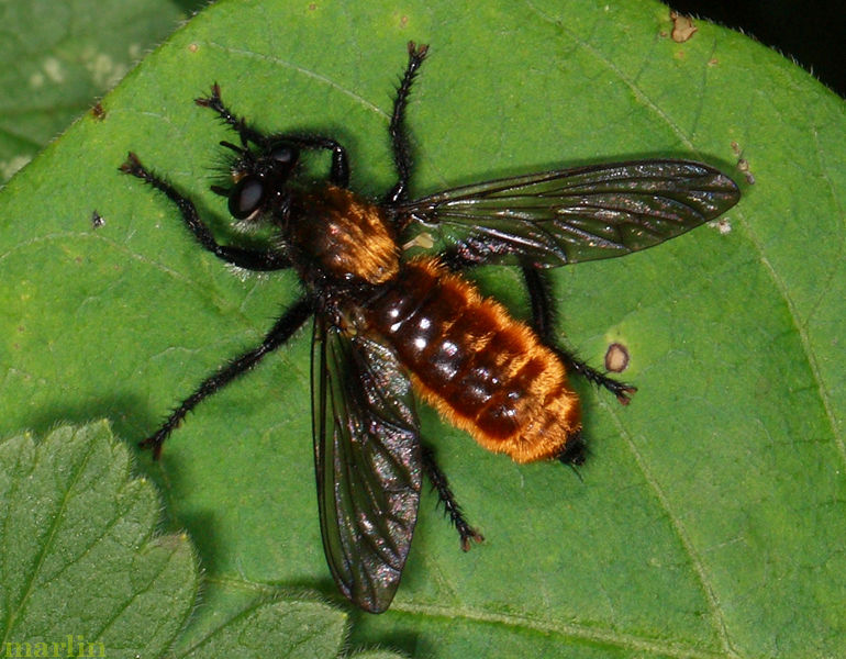 Robber Fly - Laphria sericea