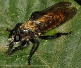 Robber Fly - Laphria sp.