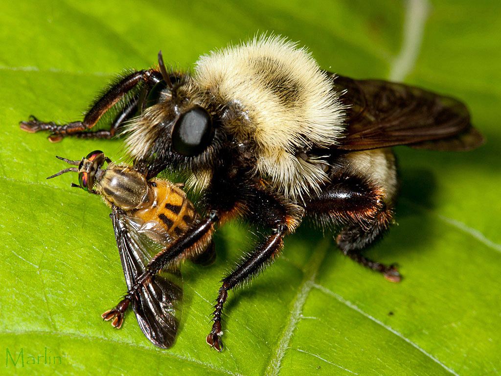 Robber Fly - Laphria thoracica