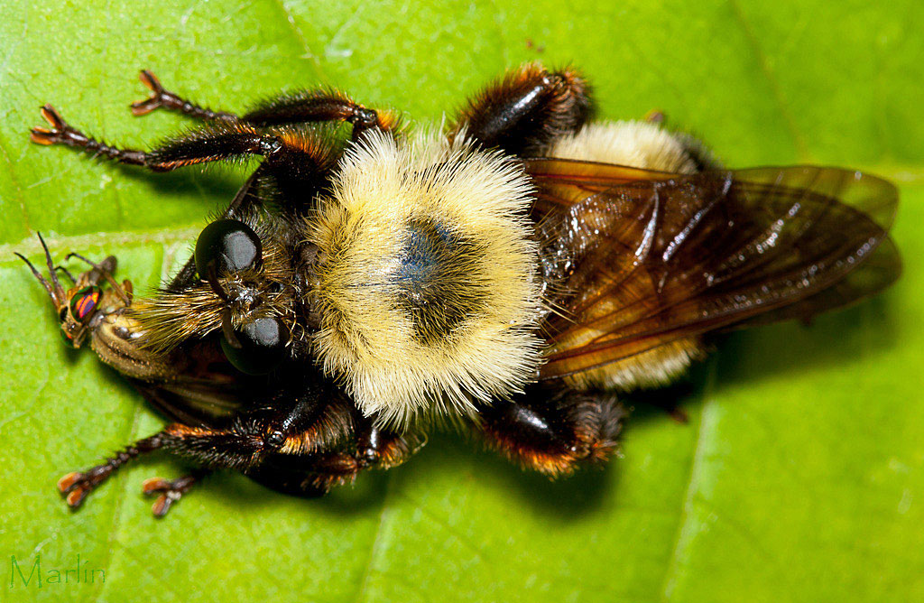 Robber Fly - Laphria thoracica