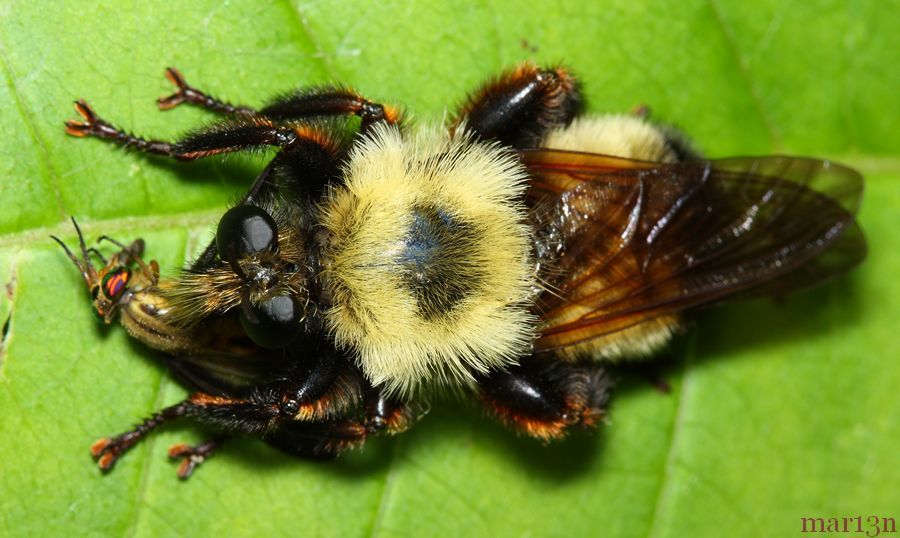 Robber Fly with deer fly prey