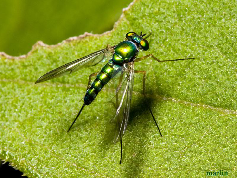 Longlegged fly