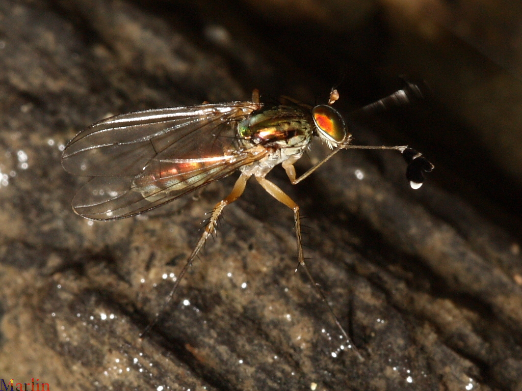 Long-Legged Fly - Dolichopus sp.