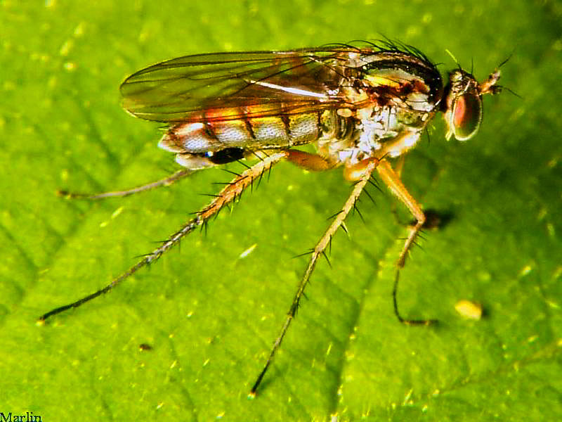 Long-Legged Fly - Dolichopus sp.