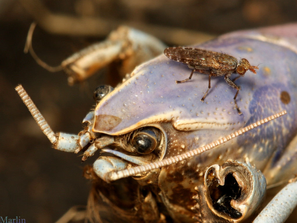 Unidentified Marsh Fly