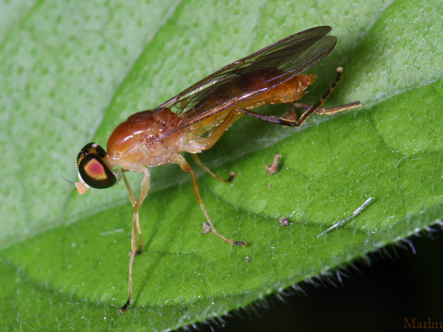Stilt-Legged Fly