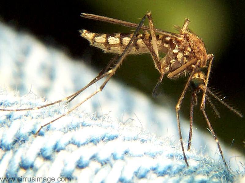 Yellow Fever Mosquitoes. Mosquitos kill more humans