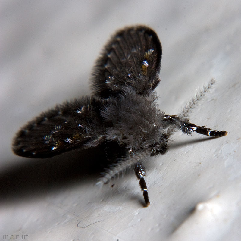 Drain Fly / Moth Fly - Clogmia albipunctata