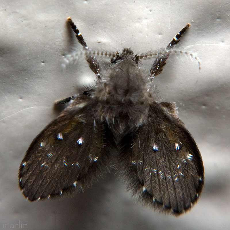 Drain Fly / Moth Fly - Clogmia albipunctata