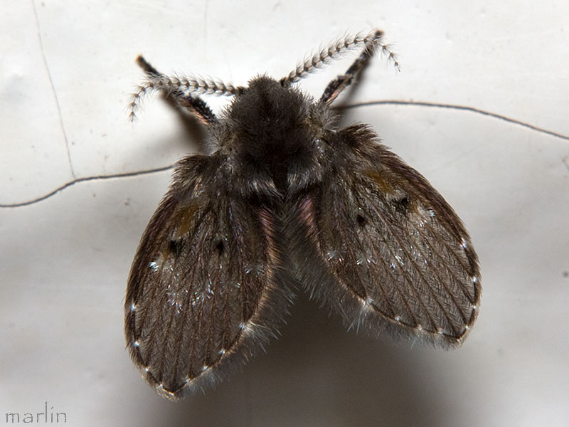 Drain Fly