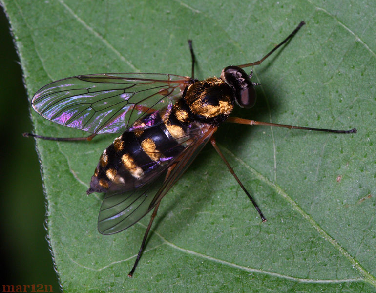 Ornate Snipe Fly - Chrysolpolis ornatus