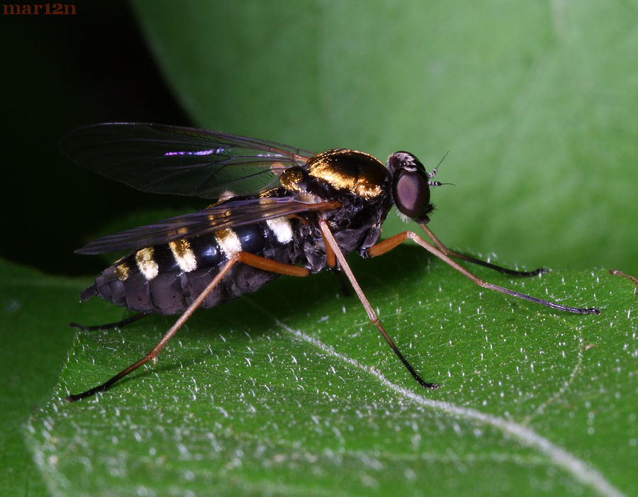 Ornate Snipe Fly - Chrysolpolis ornatus