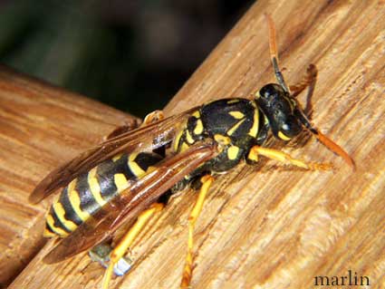 Paper Wasp Polistes