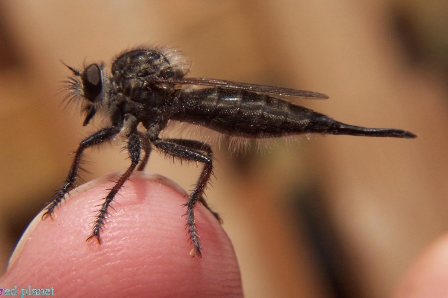 Robber Fly - Efferia sp.