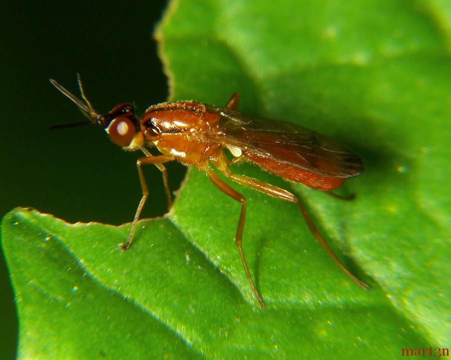Rust Fly - Loxocera cylindrica