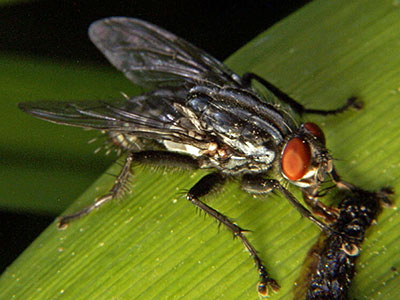Family Sarcophagidae - Flesh Flies