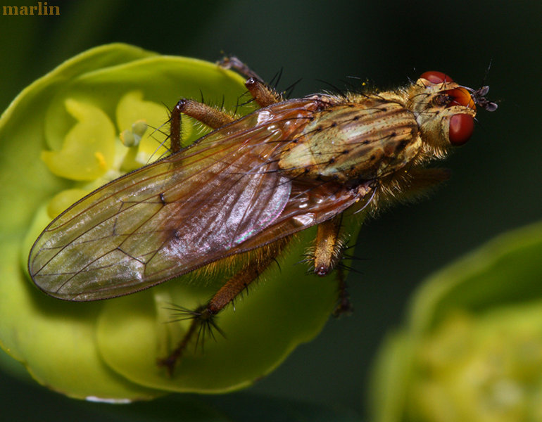 Golden Dung Fly