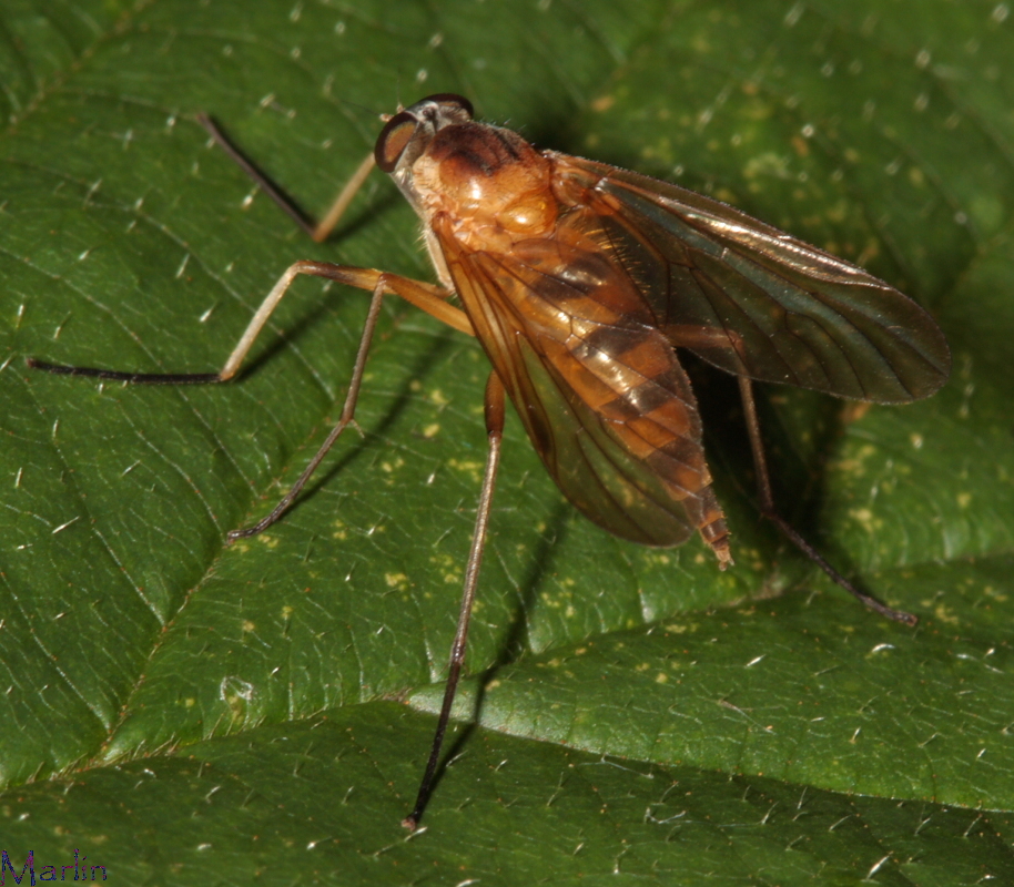 Snipe Fly - Rhagio mystaceus