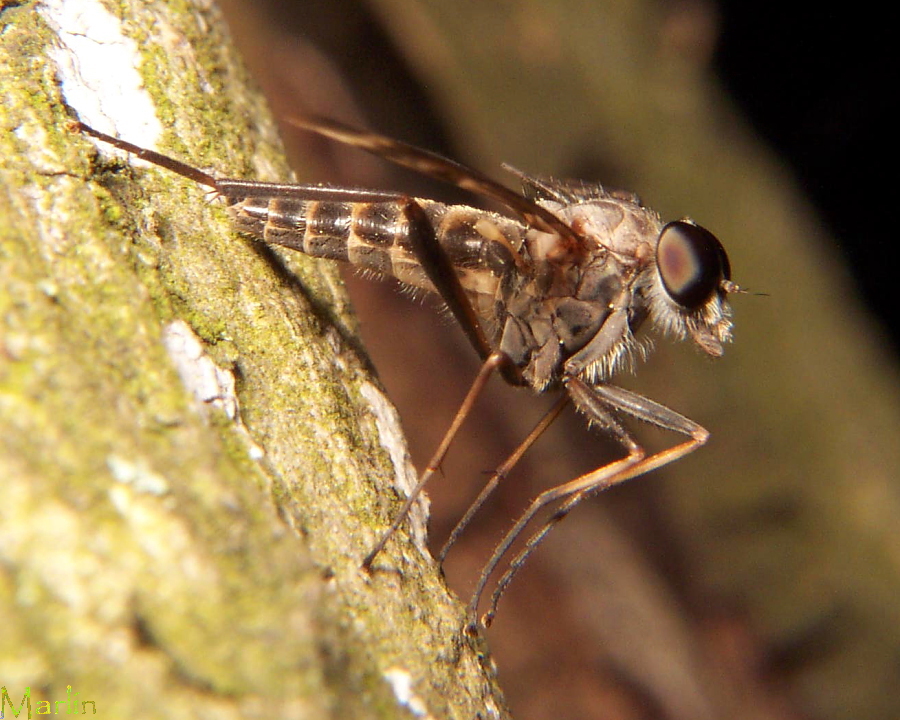 Snipe Fly - Rhagio mystaceus